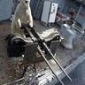 [] racist polar bear []