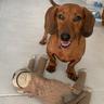 Cachorro Safado