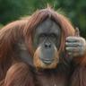 Monkey man