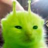 Stinky