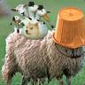 elSheepo