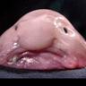 Fish Licker