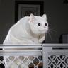 jumpcat....
