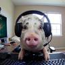 PIG