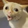 CAT DomNosBoss