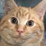 Catlama