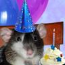 Fat Rat