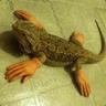 Lizardhands