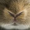 The wild rabbit