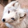 AkioFox