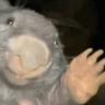 bóbr