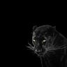 babacita ***********