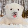 Prsh