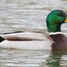 iQuack