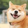 inu
