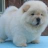 chow chow