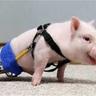 Chris. P Bacon