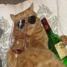 gato whisky