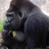 800LB.Gorilla