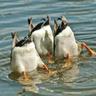 DuckTails