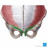 Musculus cremaster