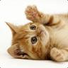 Big Fat Cat