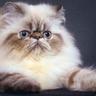 Lucky The Cat