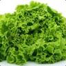 Lettuce Play