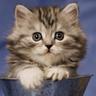 sprigatito