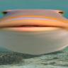 fish looking at you