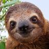 slothsgoslow