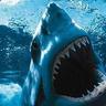 < GREATWHITE SHARK >