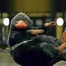 Niffler