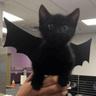 BatCat