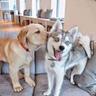 Nenad