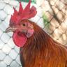 CHICKENBALLZ65