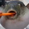 stinky fish