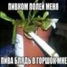 мактрахер максон
