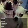 阿維
