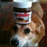 DerpyCorgi