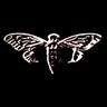 cicada