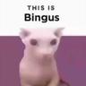 Bingus