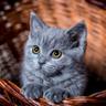 Cat "aZzazZa"