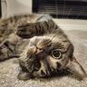 meow