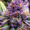 haze420