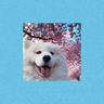 DOGGOOO