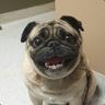 PUG