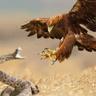 🦅Corshun🦅