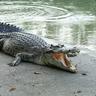 CROCODILO_MS