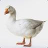 Goose